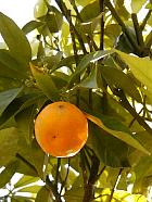 Mandarin orange, pictures