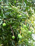 Common Mango, pictures