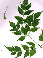 Chinaberry, leaf