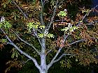 Horse Chestnut, flower