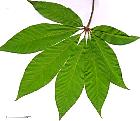 Indian Horse Chestnut, leaf