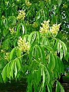 Yellow Buckeye, flower