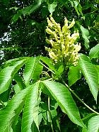 Yellow Buckeye, flower