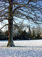 Marronnier d Inde, paysage sous la neige