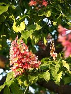 Red chestnut, flower