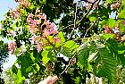 Red chestnut, flower