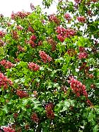 Red chestnut, flower