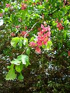 Red chestnut, flower