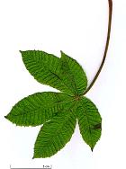 Horse Chestnut, leaf