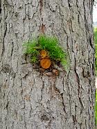 European Larch, bark