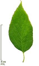 Common Hackberry, leaf