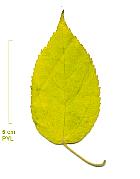 Paper Mulberry, leaf