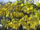 Mûrier blanc, feuille