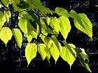 White Mulberry, leaf