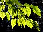 Mûrier blanc, feuille