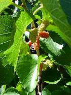 White Mulberry, pictures