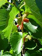 Mûrier blanc, photos