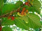 White Mulberry, pictures