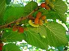 Black Mulberry, pictures