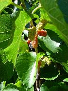 Black Mulberry, pictures