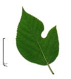 Paper Mulberry, pictures