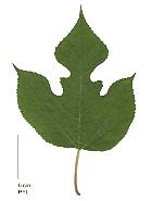 Paper Mulberry, leaf