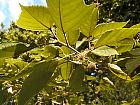 Paper Mulberry, pictures