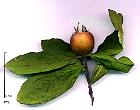 Common Medlar, pictures