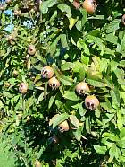 Common Medlar, pictures