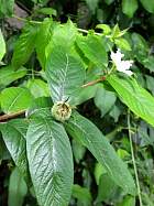 Common Medlar, pictures