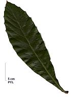 Japanese Loquat, leaf