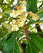 Bibacier, Néflier du Japon, photos