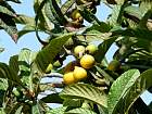 Japanese Loquat, pictures