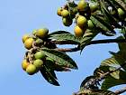 Japanese Loquat, pictures