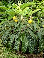 Japanese Loquat, pictures