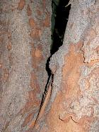 Japanese Loquat, bark