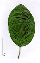 Common Medlar, leaf