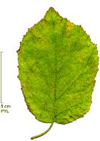 Noisetier de Chine, feuille