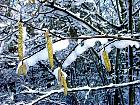 Hazel,  Filbert, snowy landscape