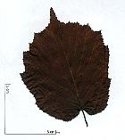Noisetier pourpre, feuille