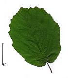 Hazel,  Filbert, leaf
