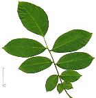 Common walnut, leaf