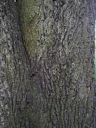 Common walnut, bark