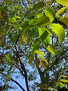 Common walnut, pictures