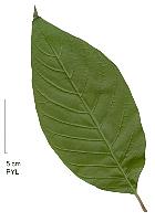Black Tupelo, Black Gum, Sour Gum, Pepperidge, leaf