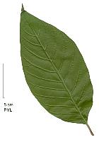 Nyssa sylvatica, feuille