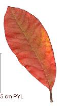 Nyssa sylvatica, feuilles d'automne