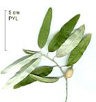 Russian-olive, leaf