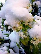 Oranger du Mexique, photos