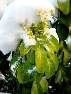 Oranger du Mexique, photos